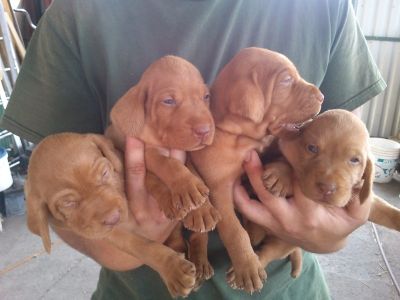 Vizsla Maghiara .de vanzare 