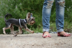 Yorkshire Terrier Toy !!!