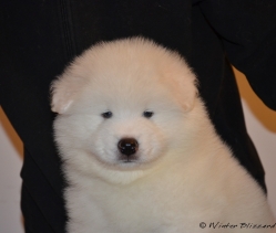 Pui samoyed disponibili