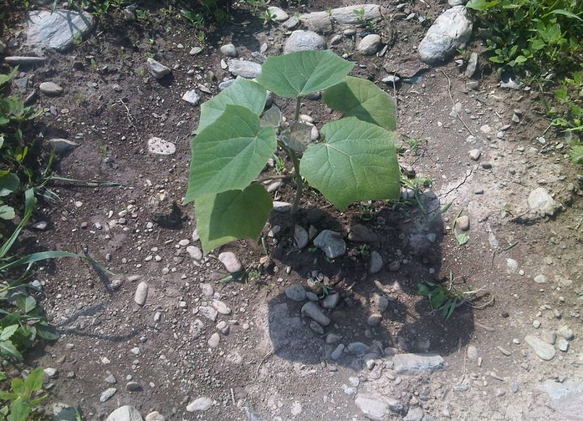 Butasi lemnificati paulownia elongata.