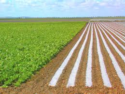 Agricultura Italia 1.000 Euro