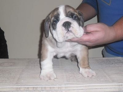 Vand pui Bulldog Englez cu pedigree