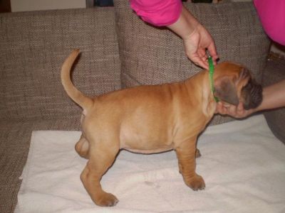 CANISA WEST BEARS VINDE BULLMASTIFF