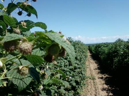 Arbusti fructiferi de calitate la preturi corecte