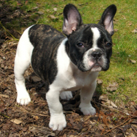 Vand pui de Bulldog Francez