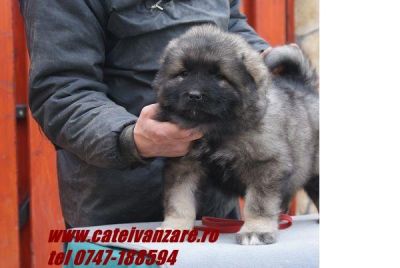 De vanzare catei  Ciobanesc Caucazian 