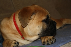 Catei Bullmastiff