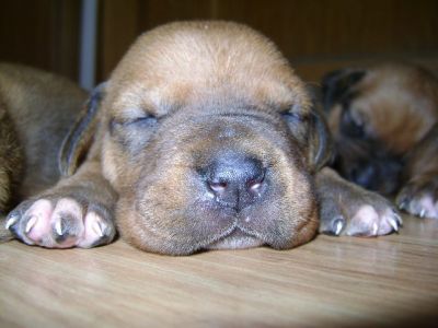 Catei Tosa INU - pedigree, exceptionali paza si companie