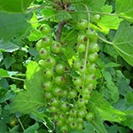 Producem si lucram vita-de-vie, soiuri de masa si soiuri de vin