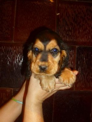 Cocker spaniel fetita black and tan 