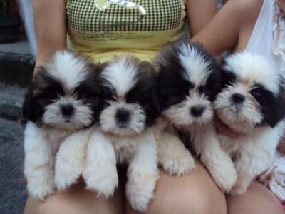 Catei Shih-tzu  de 7 saptamini 
