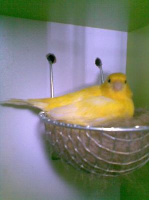 Vand canari vand canari vand canari