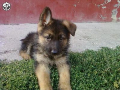 Catei Ciobanesc German de 7 saptamini 
