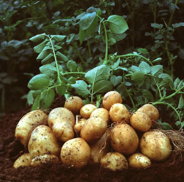 Agricultura Germania: Cules si sortat de cartofi, salar 1400-1600E