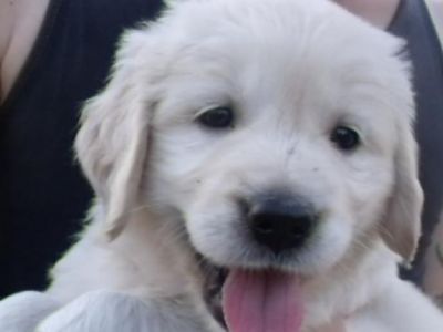 De vanzare catei    Golden rettriewer si Labrador rettriewer 