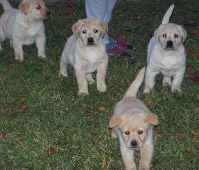 Vand catei Labrador si Golden Rettriewer femele si masculi