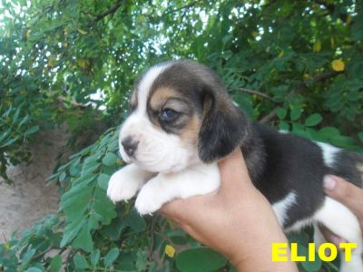 De vanzare catei Beagle cu pedigree