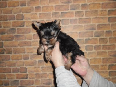 catei spre vanzare  Yorkshire terrier