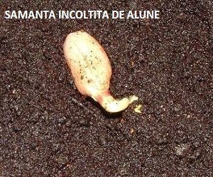 Seminte alune de pamant, arahide