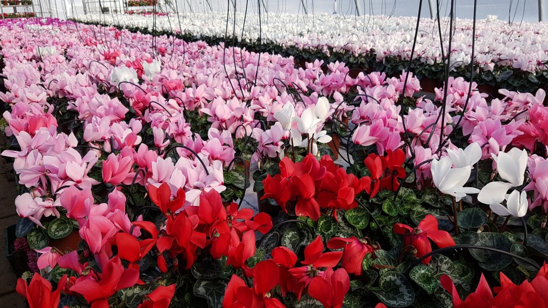 Zambile ghiveci 2017